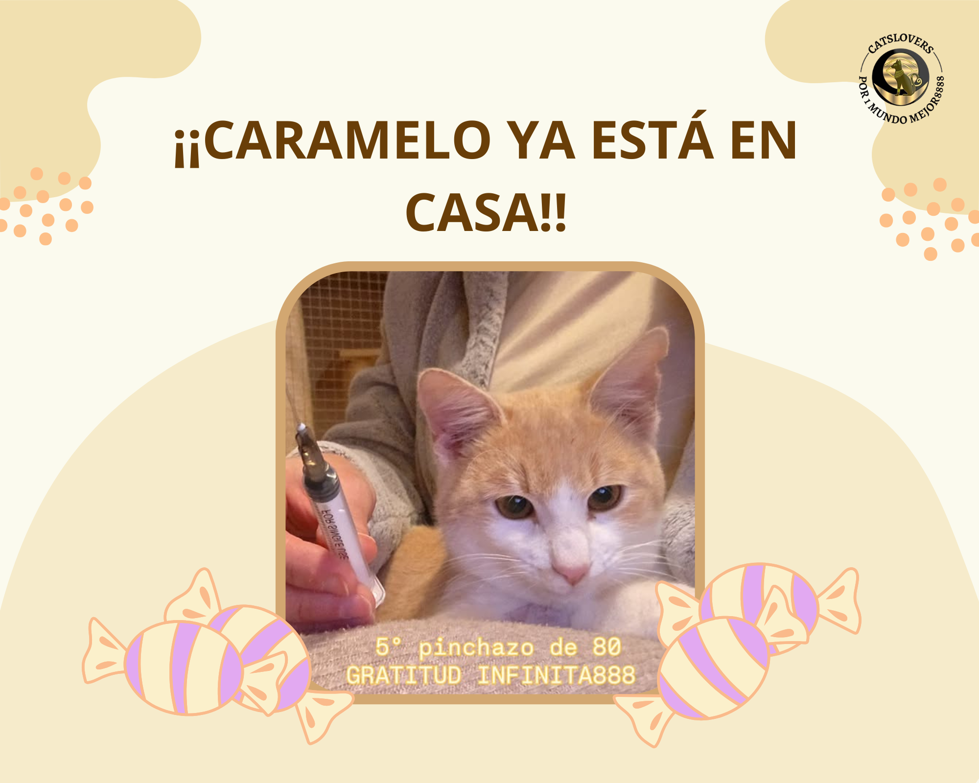 Caramelo, gato con PIF y leucemia