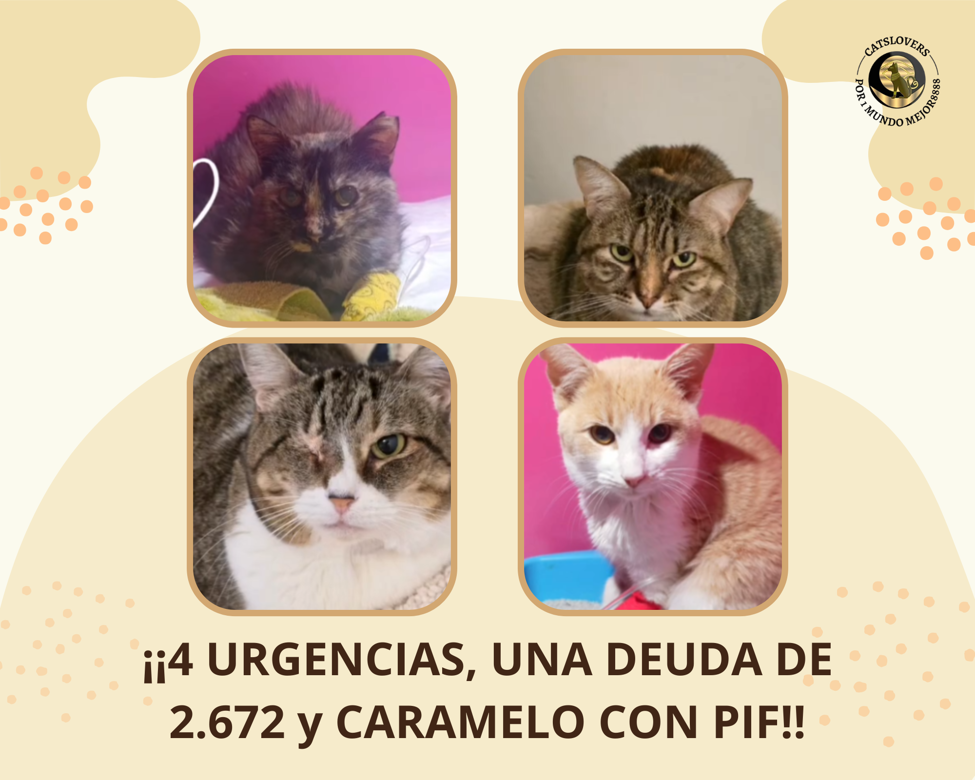 ayuda urgente gatos ingresados