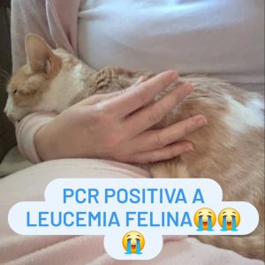 PCR positiva a leucemia felina