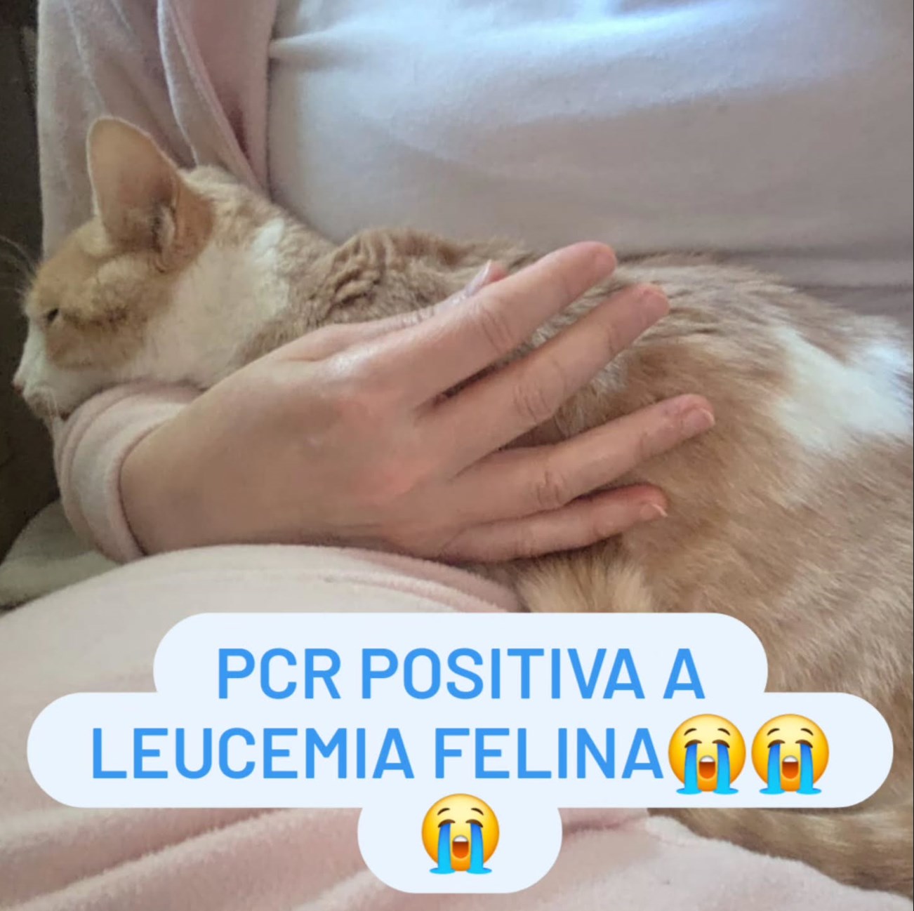 PCR positiva a leucemia felina