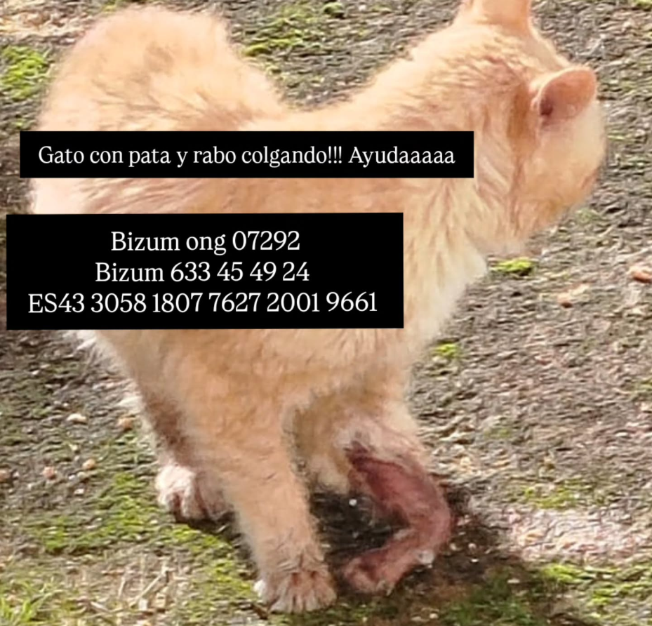 gato con pata y rabo colgando gato con pata y rabo colgando