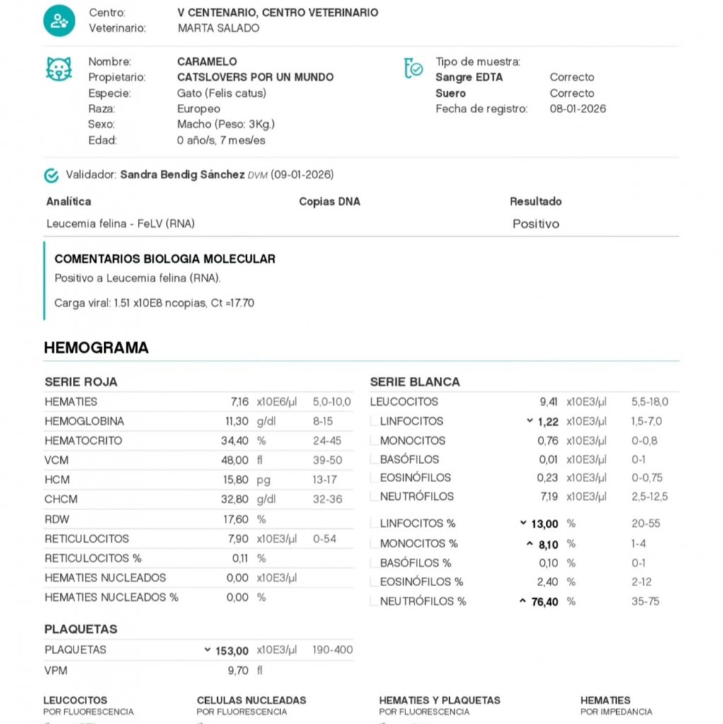 Gatito positivo en leucemia felina Gatito positivo en leucemia felina
