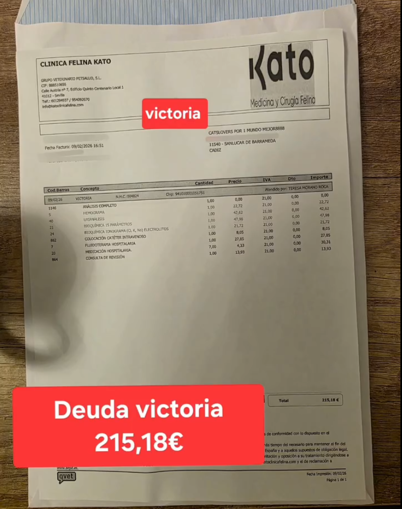 Victoria gata con anemia no regenerativa e inmunodeficiencia Victoria gata con anemia no regenerativa e inmunodeficiencia