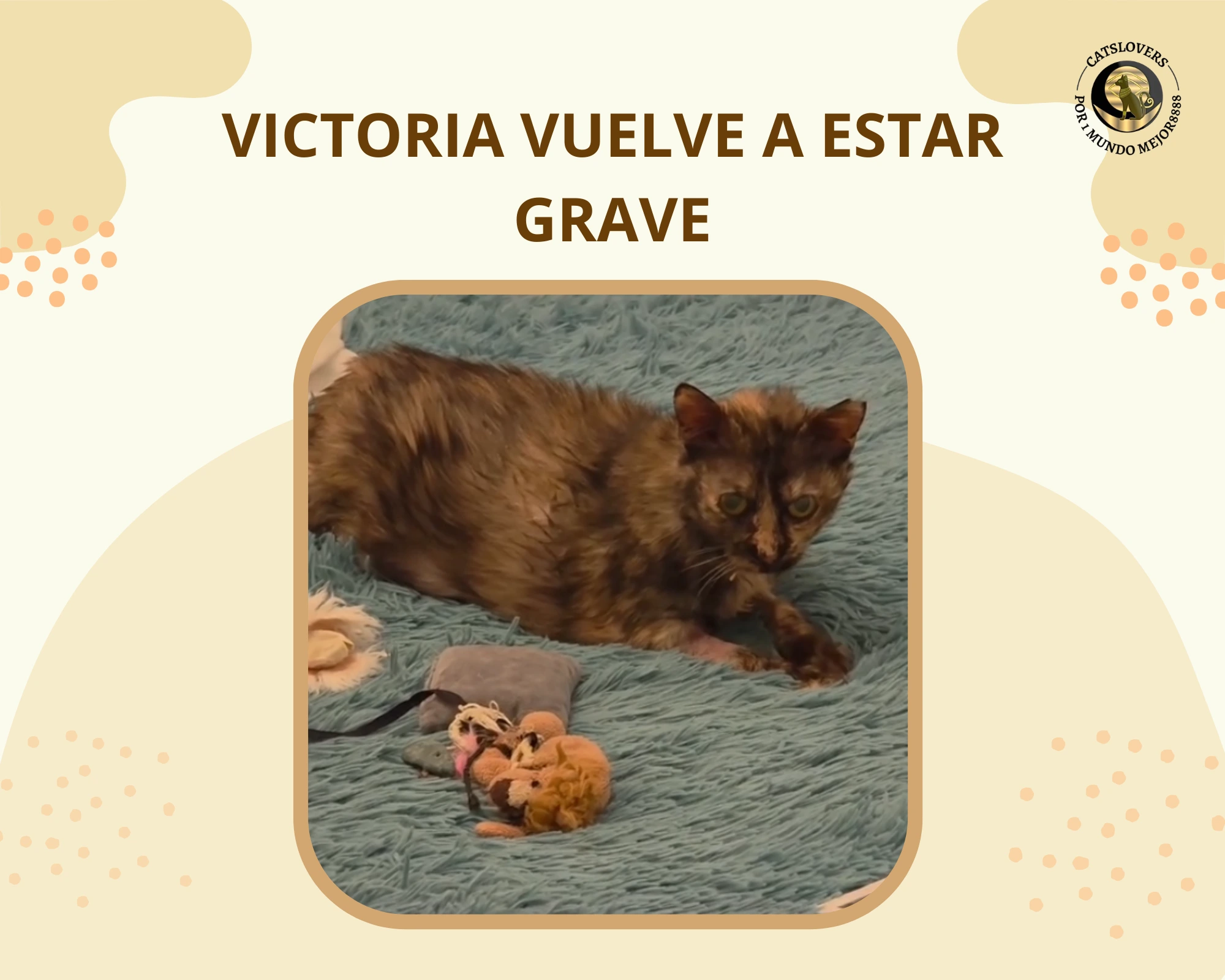 Victoria, gata con anemia no regenerativa e inmunodeficiencia, vuelve a estar grave