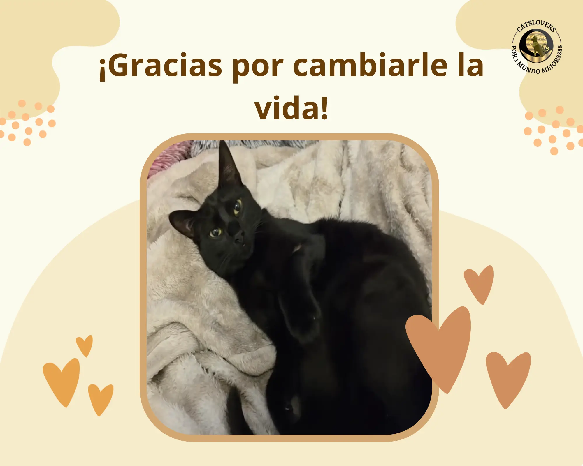 donación para operar a un gato rescatado