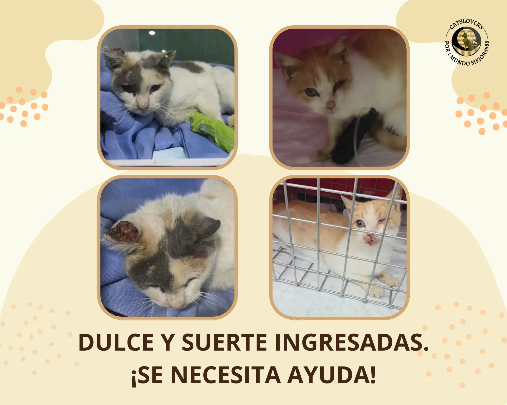 Dulce y Suerte dos gatas atacadas por perros luchan por sobrevivir