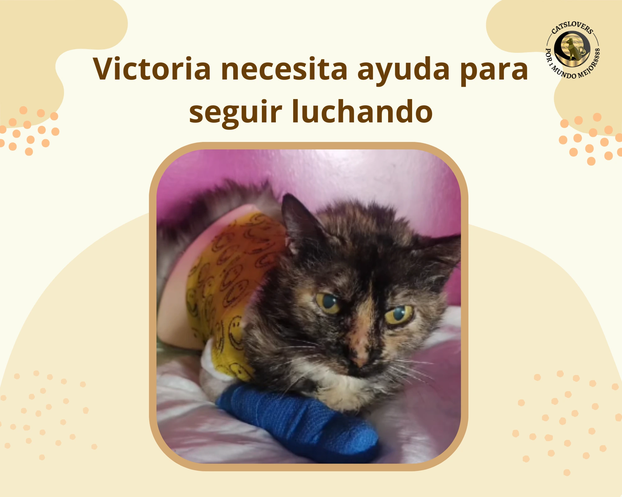 Victoria gata ingresada con anemia grave