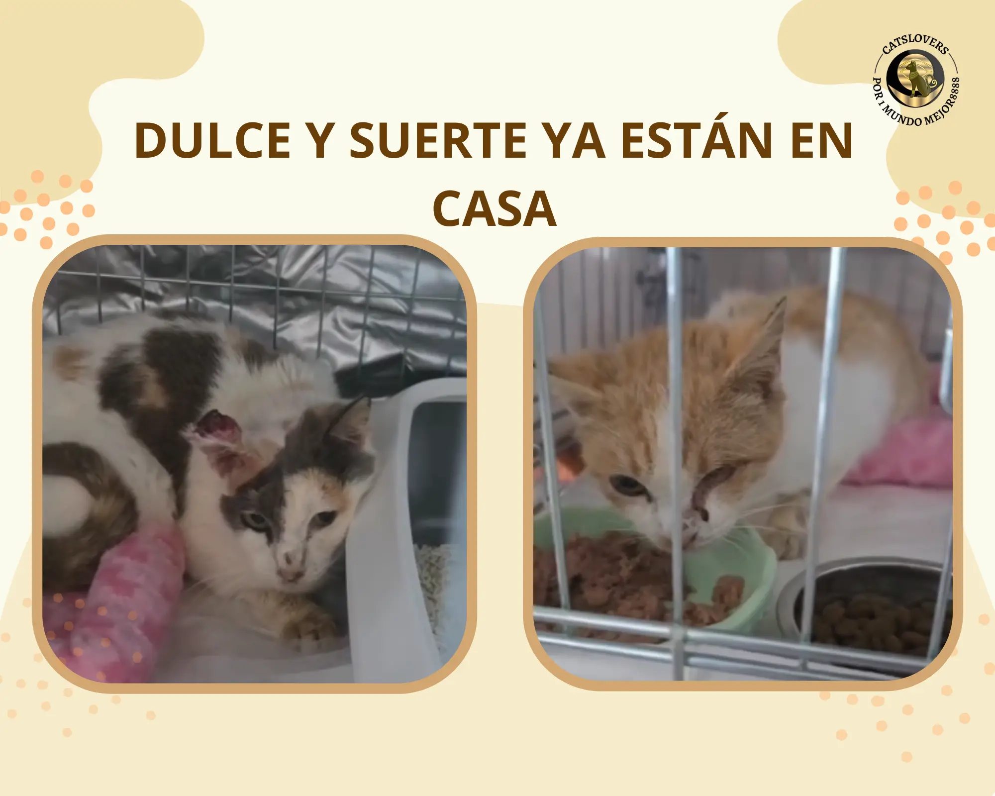 gatas atacadas por perros necesitan cirugía