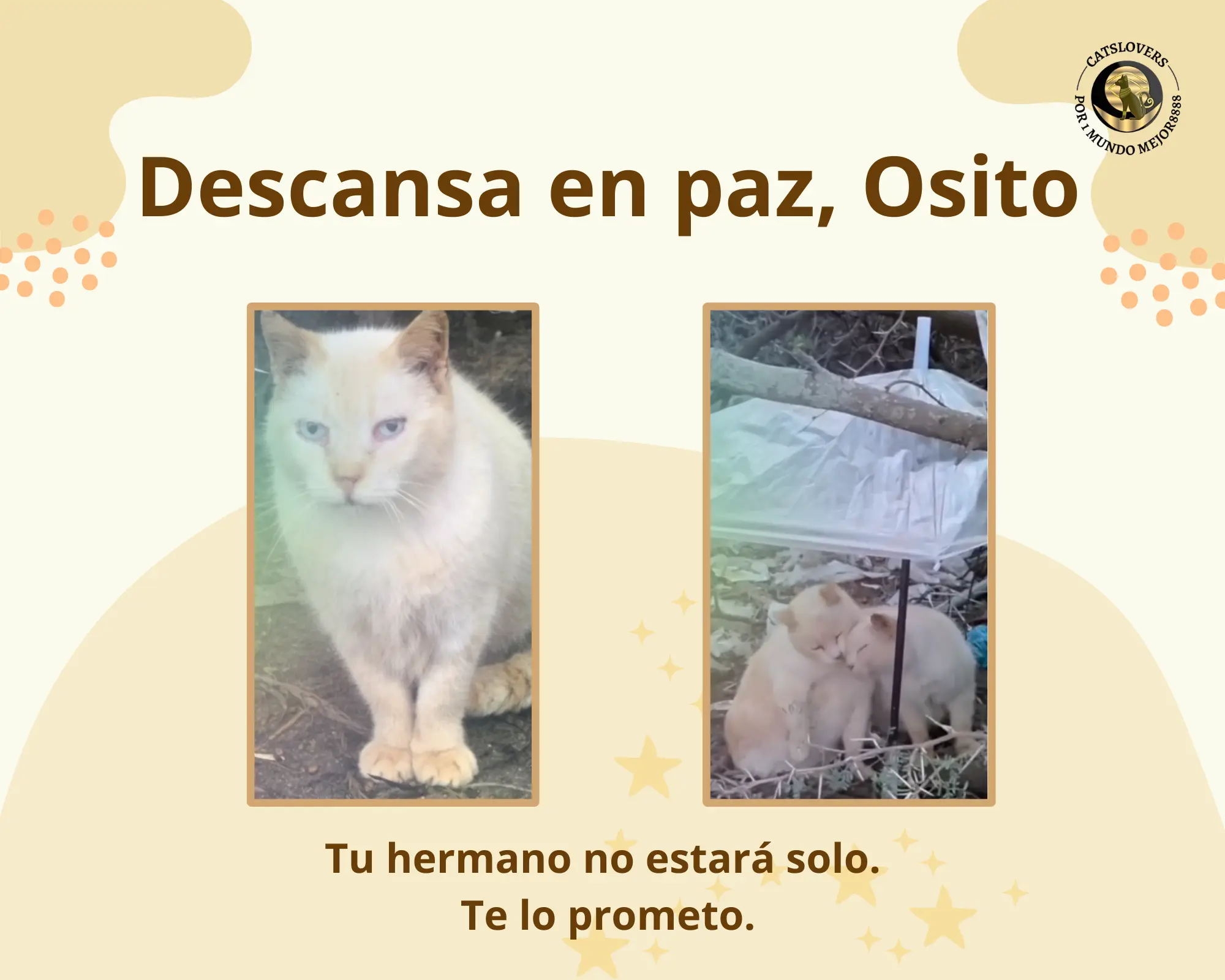 gato atropellado con traumatismo grave