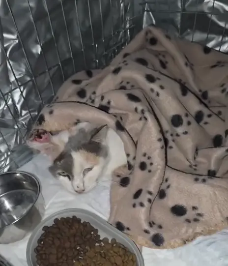 Dulce gata abandonada en Cádiz