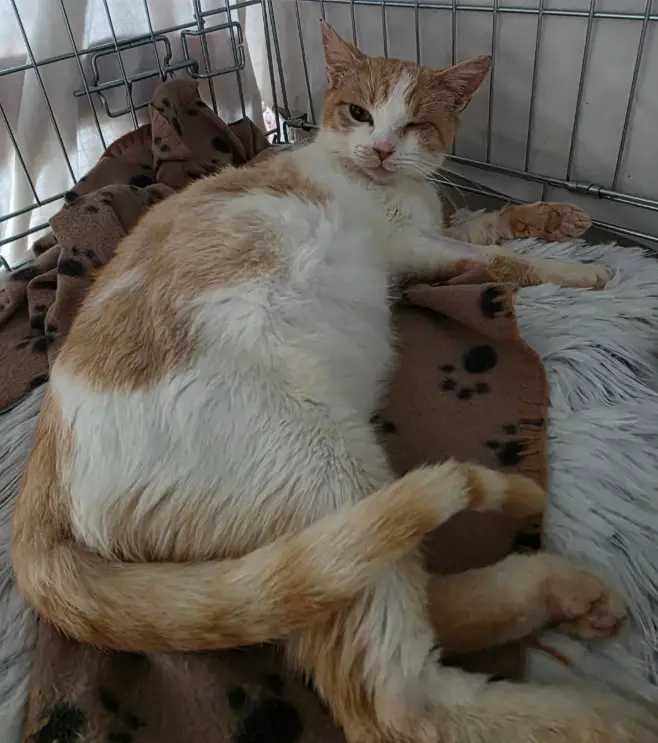 Suerte gata abandonada en Cádiz