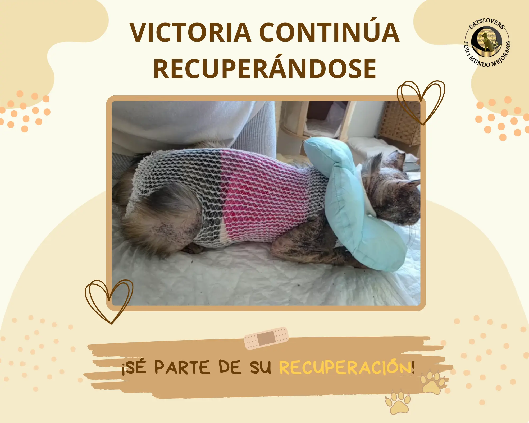 Victoria, gata con inmunodeficiencia felina y anemia