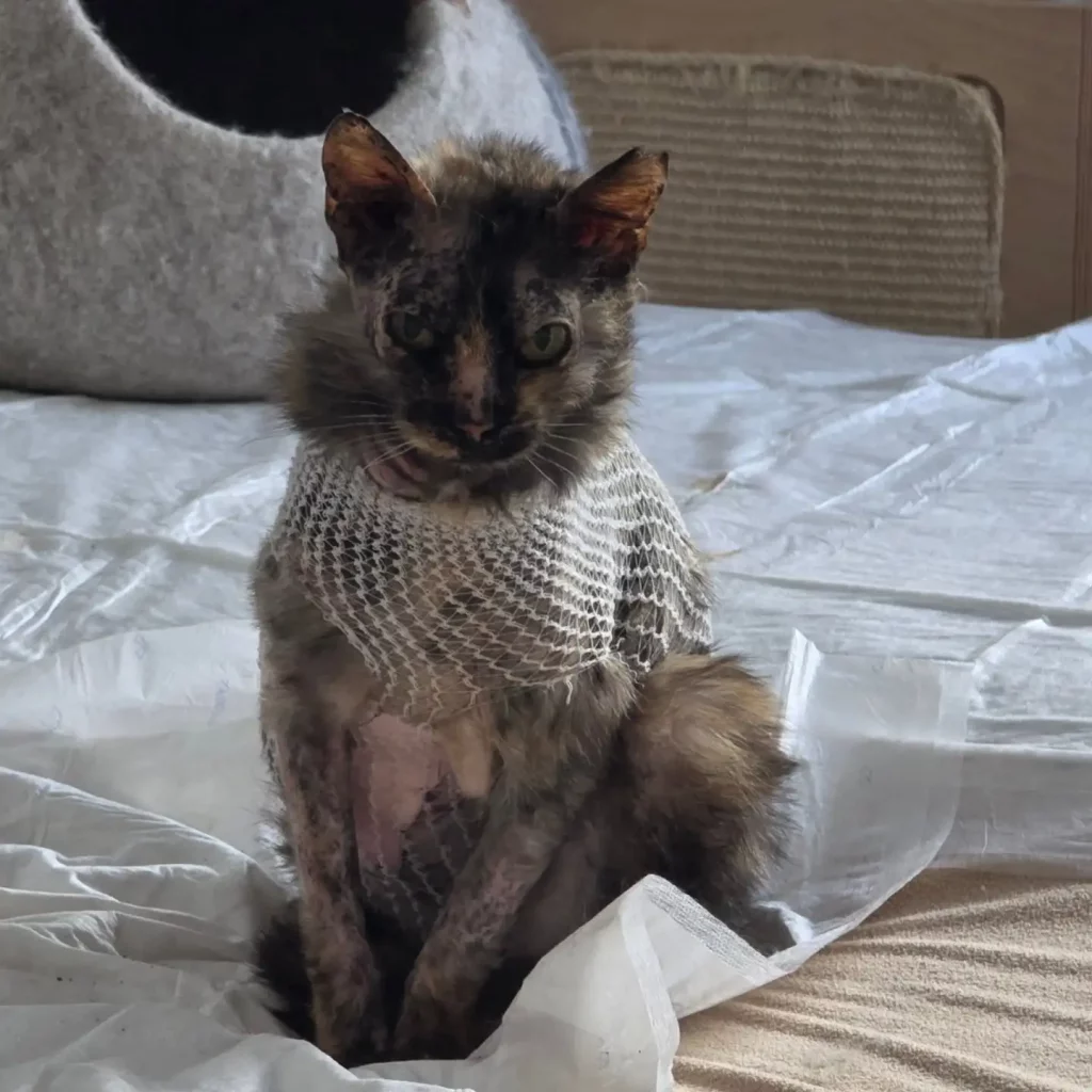 Victoria gata enferma crónica en Cádiz