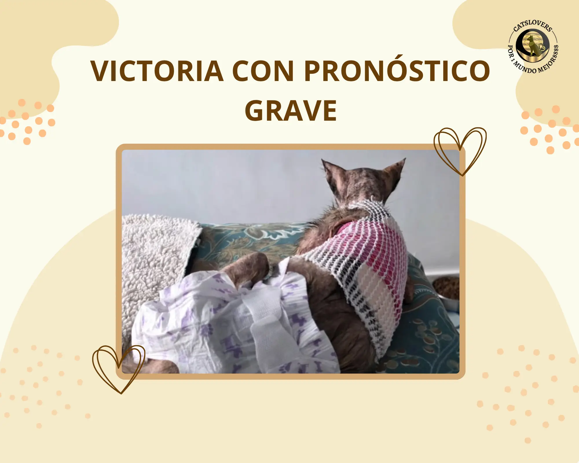 gata en estado crítico necesita ayuda urgente Victoria