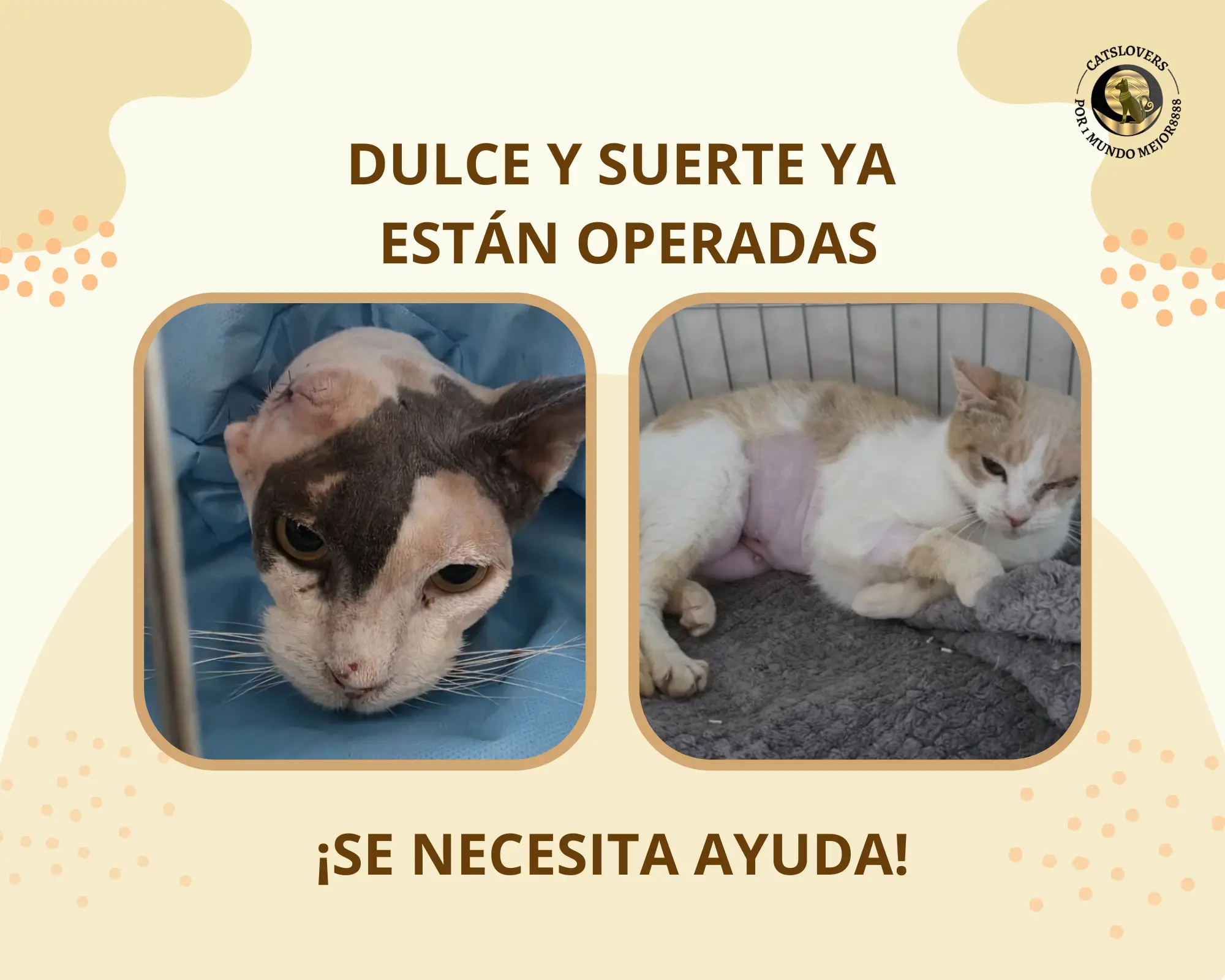 gatas atacadas por perros ya están operadas: Dulce y Suerte