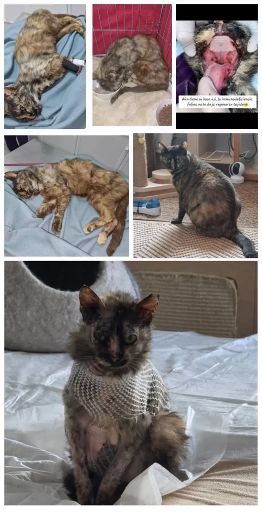 Apadrinar un gato rescatado en Cádiz el Legado de Victoria