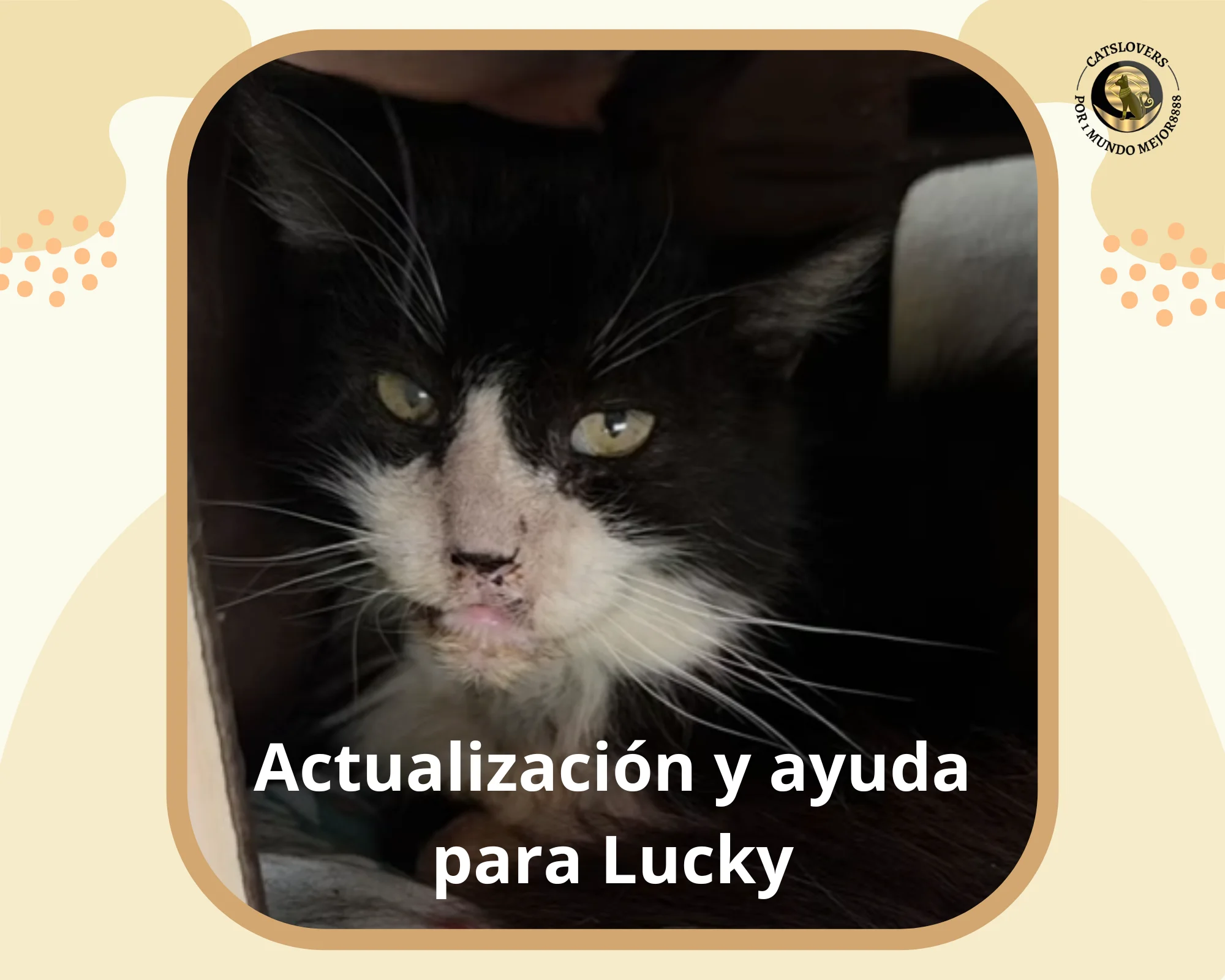 Lucky gato con insuficiencia renal