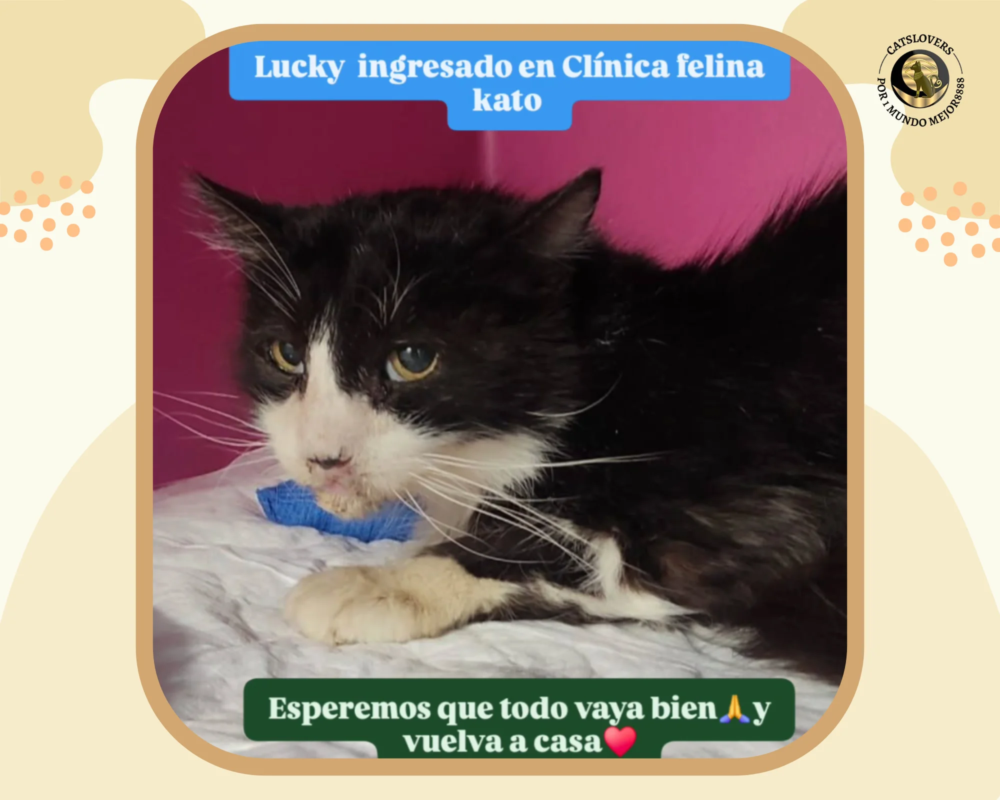 Lucky necesita ayuda veterinaria