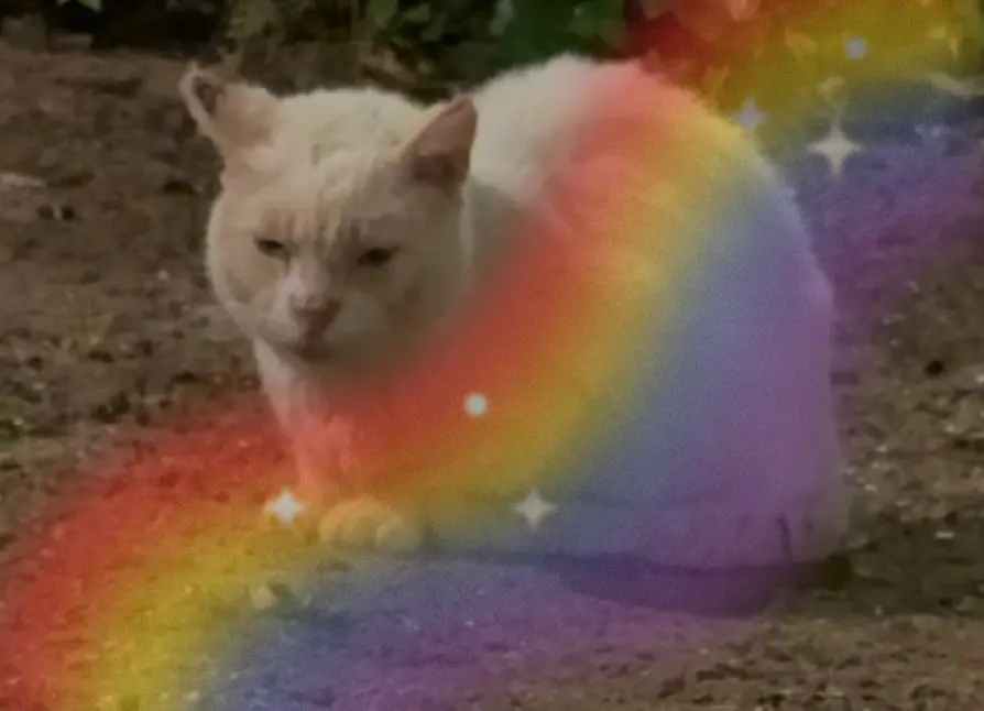 Osito, uno de nuestros gatos rescatados con enfermedades crónicas QEPD