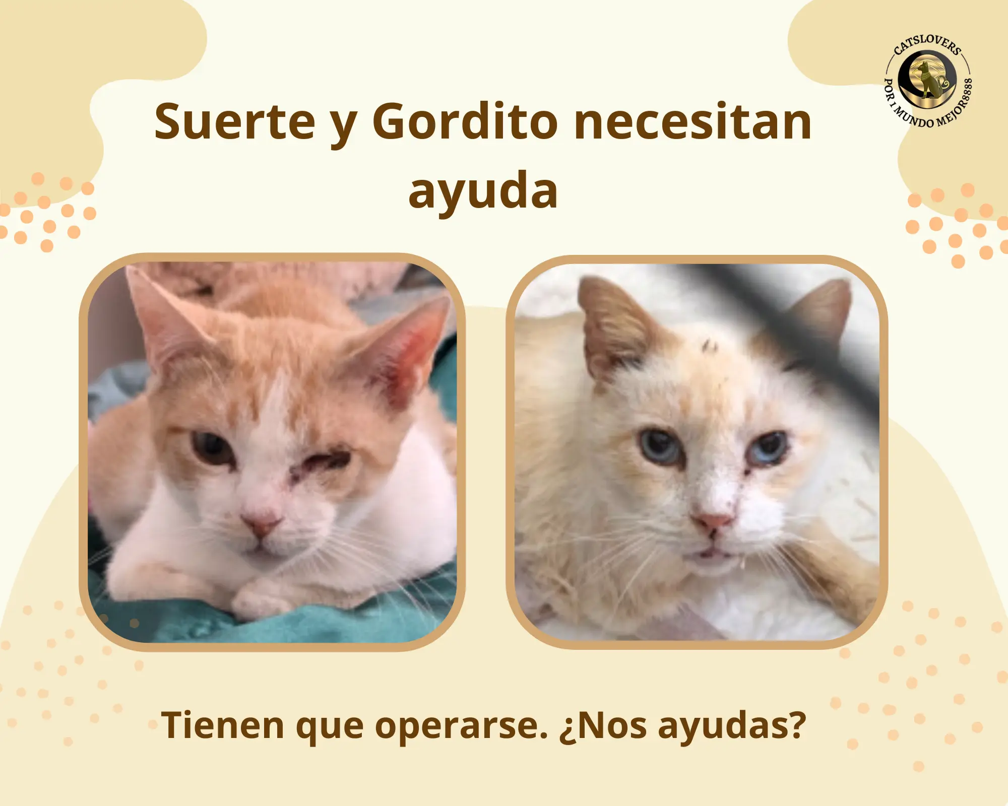 operación de gatos rescatados: Gordito y Suerte