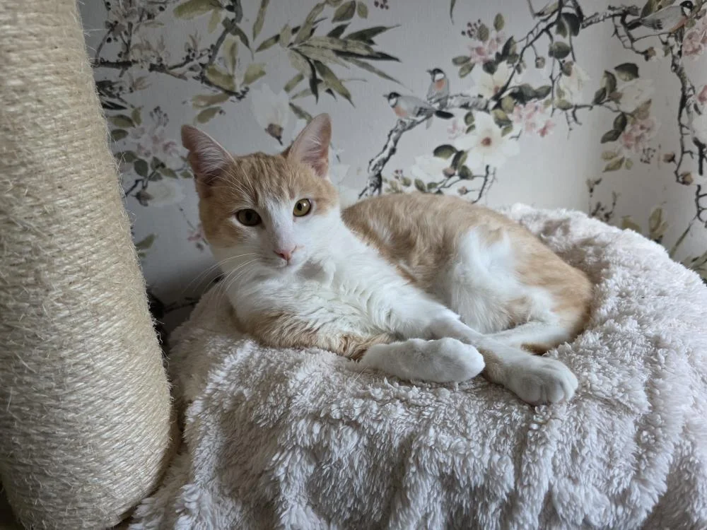 Caramelo gato en adopcion responsable