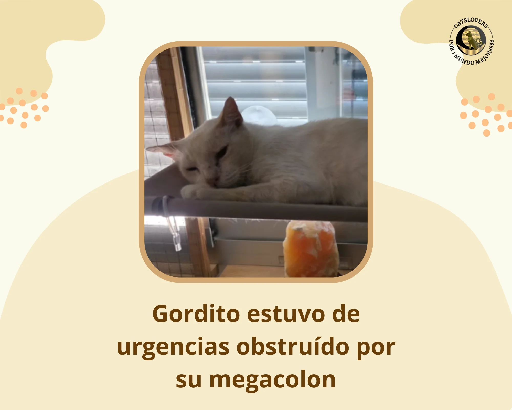 Gordito sufre megacolon