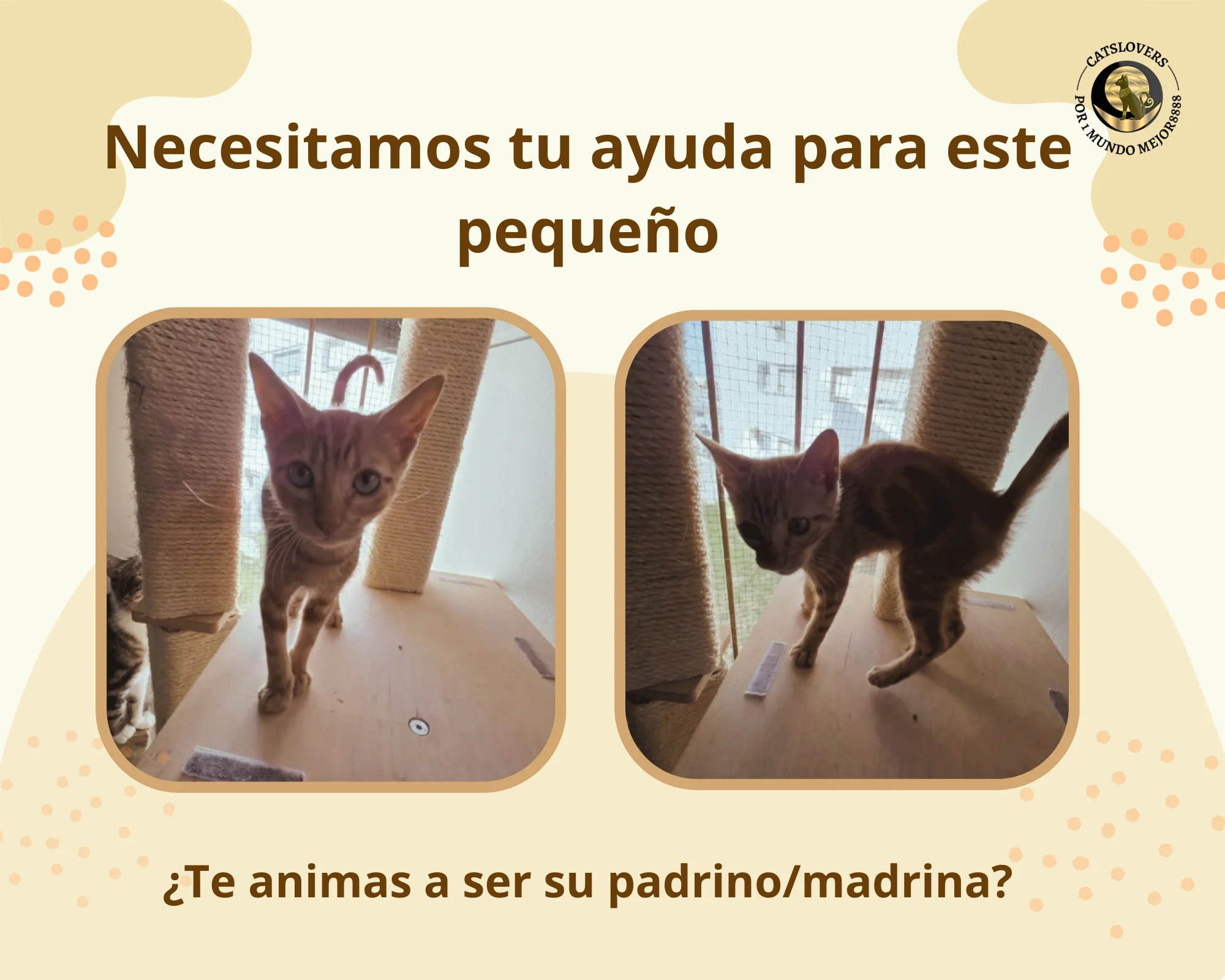 gatito desnutrido rescatado