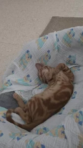 Gato en adopción Sanlúcar de Barrameda Cádiz