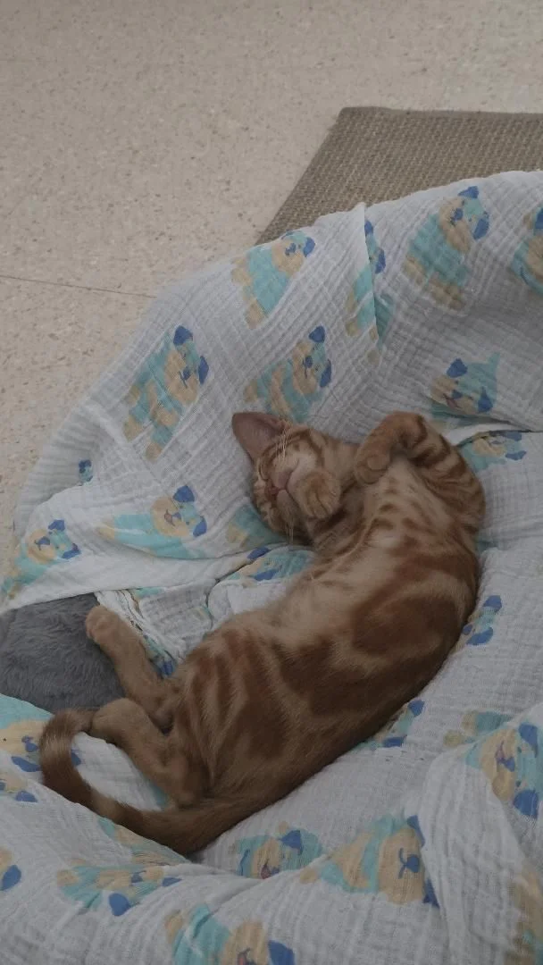 Gato en adopción Sanlúcar de Barrameda Cádiz