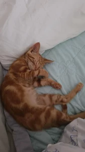Jossi cachorro de gato en adopción