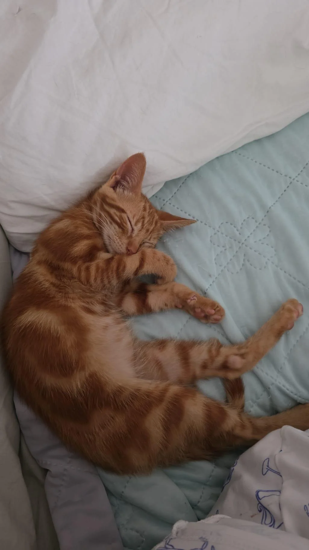 Jossi cachorro de gato en adopción