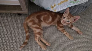 Jossi gato cachorro busca un hogar. Adóptalo