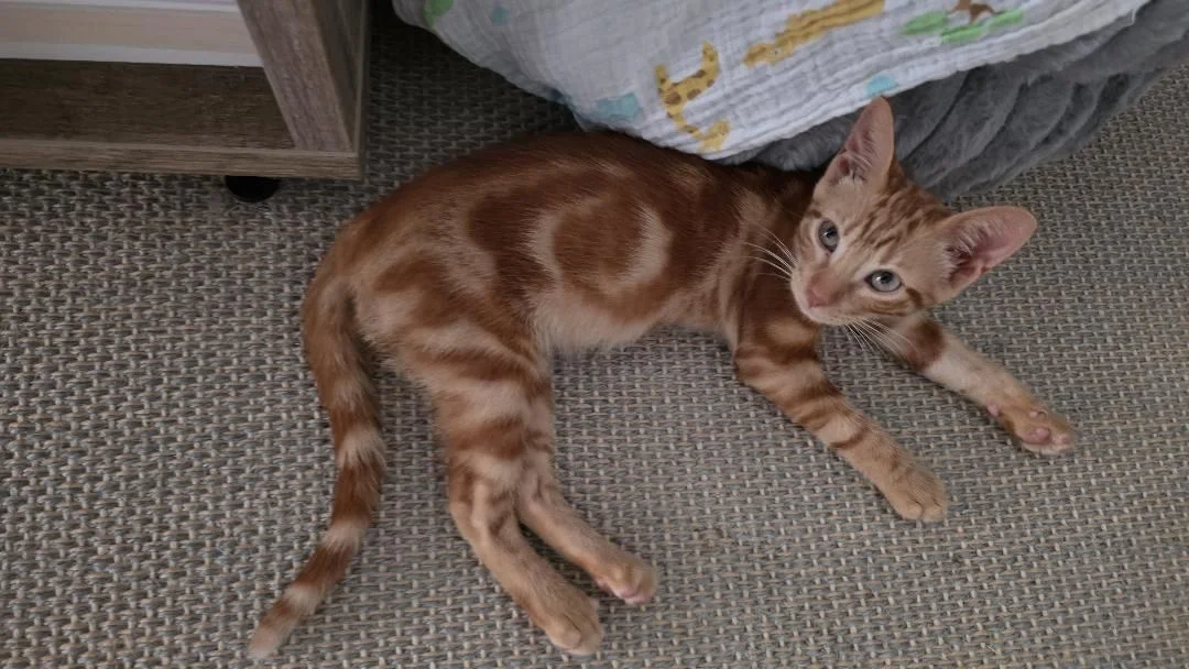 Jossi gato cachorro busca un hogar. Adóptalo