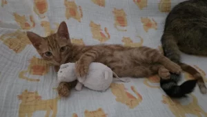 Jossi gato cachorro en adopción busca una familia. Se encuentra en Cádiz
