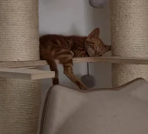 Jossi gato cachorro en adopcion en Cadiz