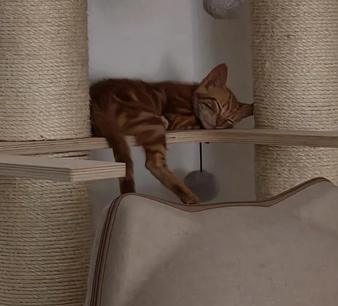 Jossi gato cachorro en adopcion en Cadiz