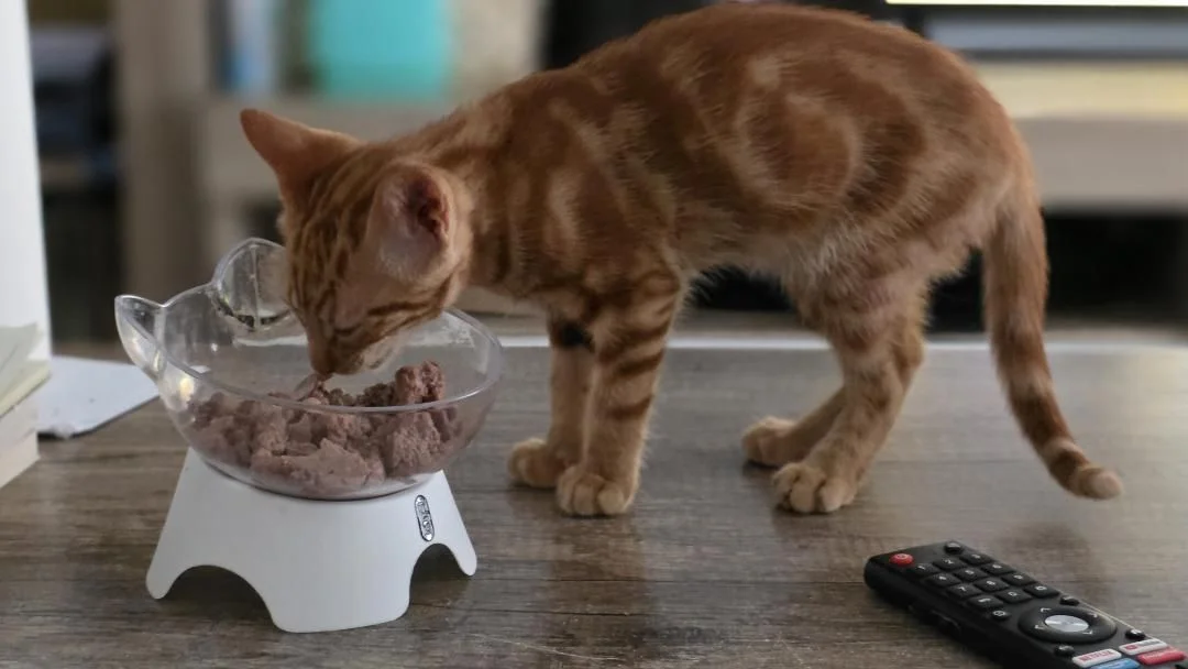 Jossi gato cachorro en adopción responsable en Cádiz