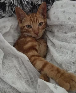 Jossi gato en adopción en Cádiz