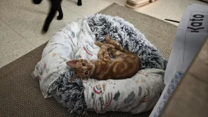 Jossi gato en adopción en Sanlúcar de Barrameda