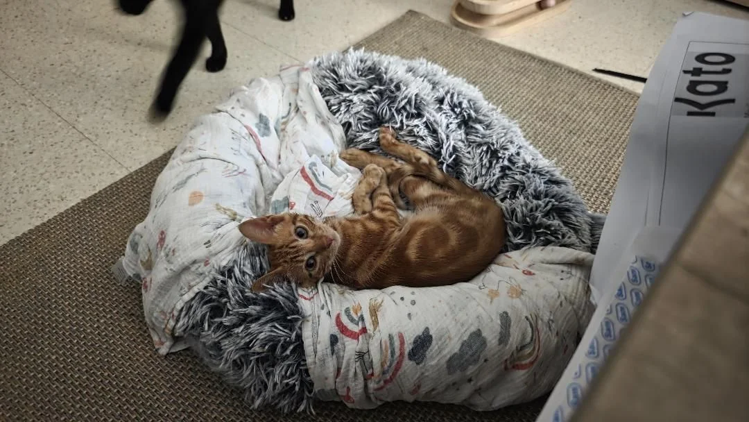 Jossi gato en adopción en Sanlúcar de Barrameda