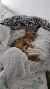 Jossi gato en adopción responsable Cádiz