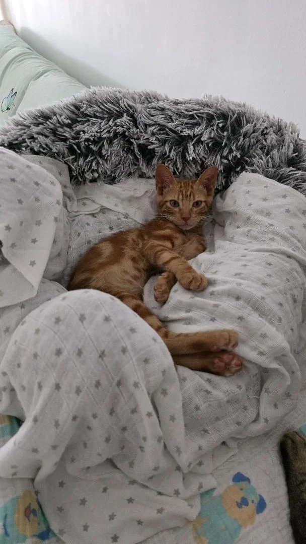 Jossi gato en adopción responsable Cádiz