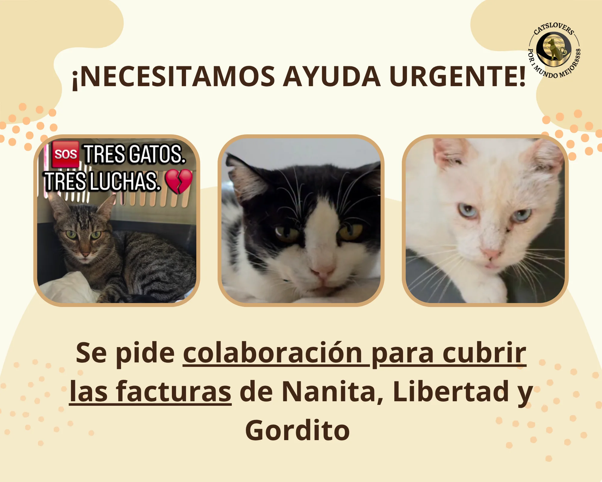 gatos con enfermedades crónicas necesitan ayuda