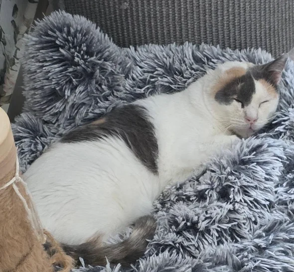 Dulce gata con enfermedad cronica carcinoma de celulas escamosas oreja